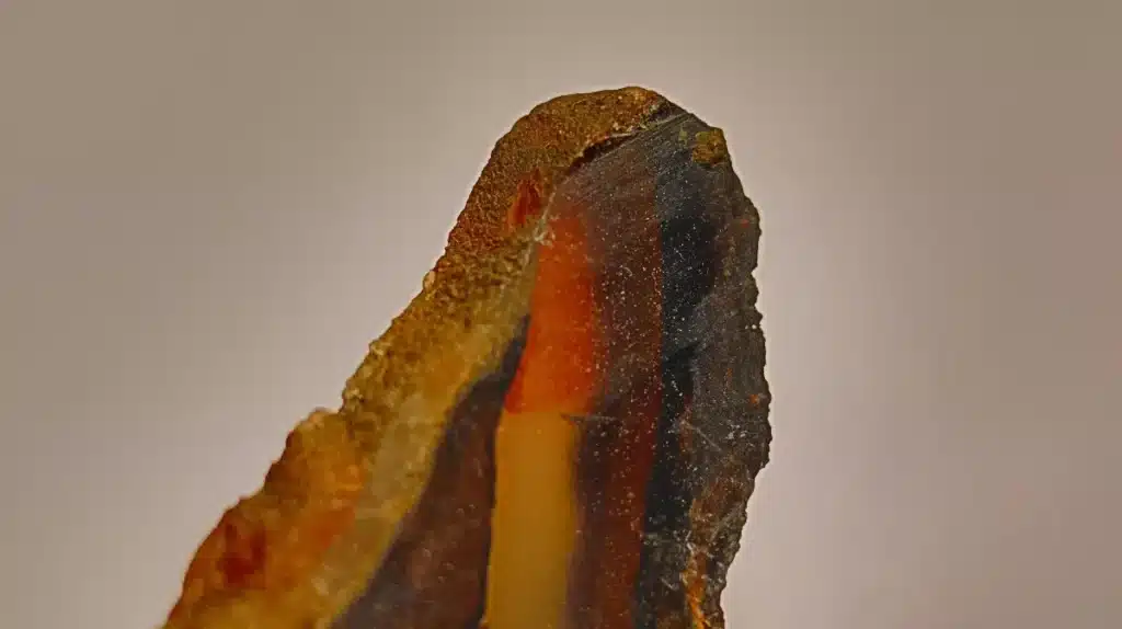 Des chercheurs ont trouvé des Américains anciens dans un lieu où personne ne pensait qu'un humain aurait pu vivre