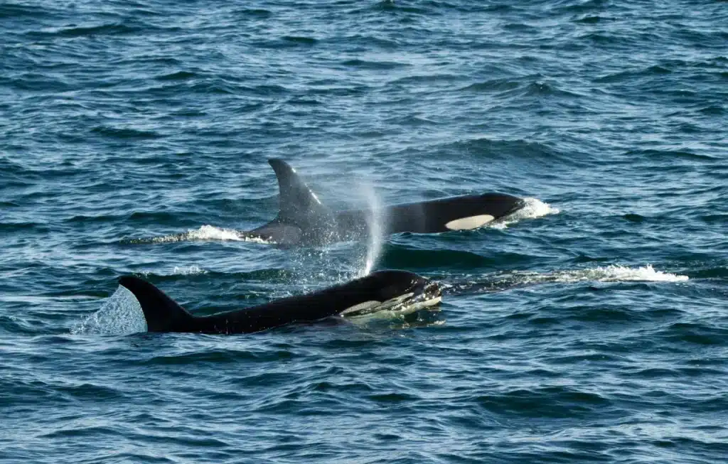 Des rencontres inattendues avec des prédateurs marins en Californie provoquent émerveillement et crainte
