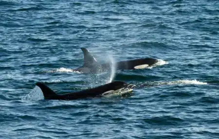 Des rencontres inattendues avec des prédateurs marins en Californie provoquent émerveillement et crainte
