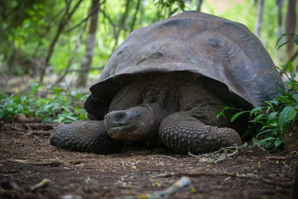 Des scientifiques ont étudié l'ADN de Jonathan, une tortue censée avoir 194 ans, et un groupe de gènes a montré une histoire tout à fait différente