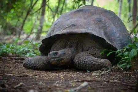 Des scientifiques ont étudié l'ADN de Jonathan, une tortue censée avoir 194 ans, et un groupe de gènes a montré une histoire tout à fait différente