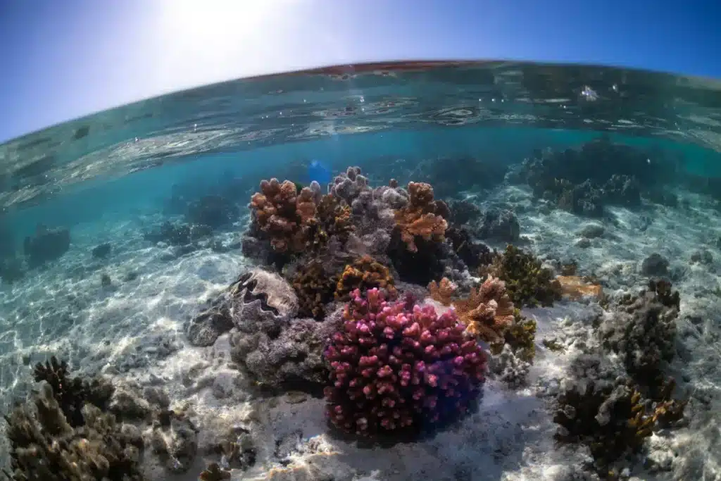En 1978, des pneus remplis de ciment ont été immergés dans l'océan, et 40 ans après, ils servent de refuge aux poissons et langoustes