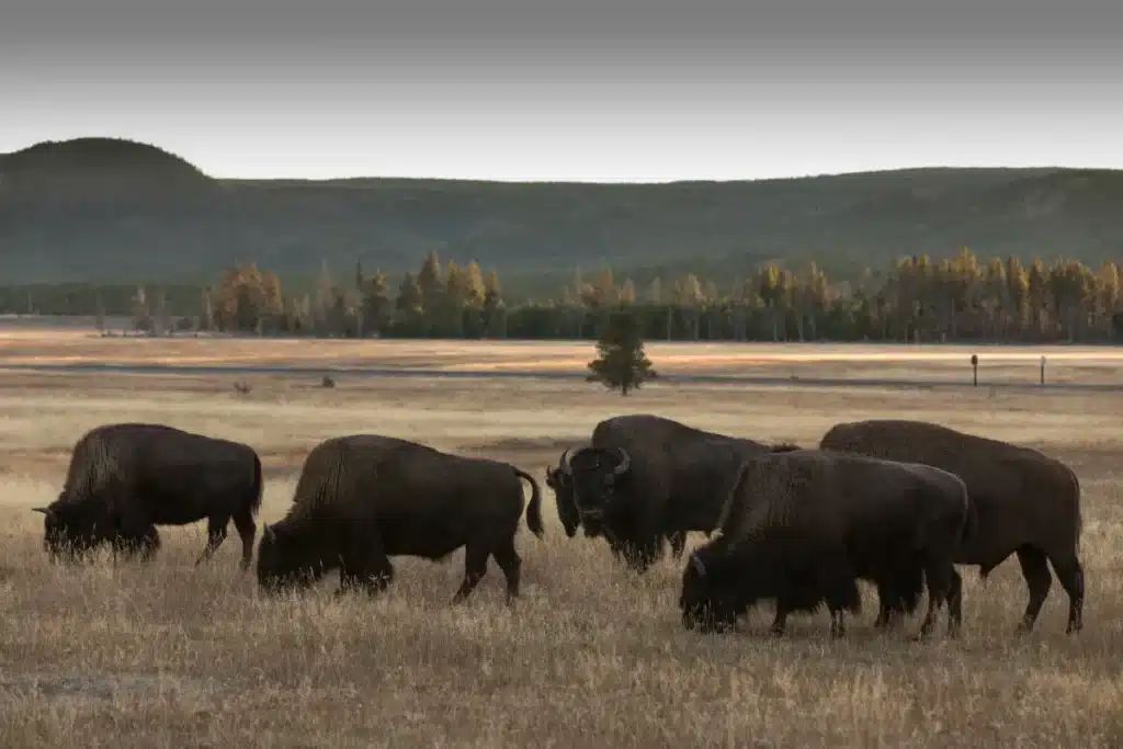 En 1989, Ted Turner a retiré les vaches de son ranch du Montana, puis avec l'arrivée des loups de Yellowstone, il a interdit leur abattage