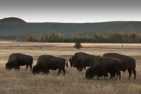 En 1989, Ted Turner a retiré les vaches de son ranch du Montana, puis avec l'arrivée des loups de Yellowstone, il a interdit leur abattage