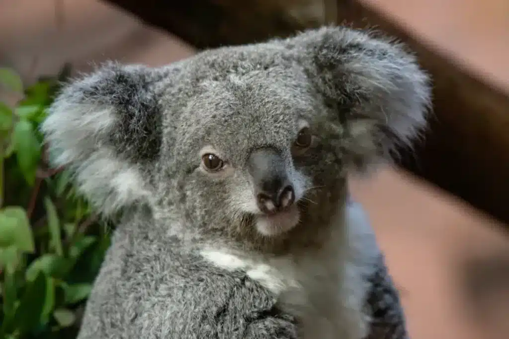 En 1994, Steve et Terri Irwin ont racheté plus de 1 400 hectares de terrain dégradé pour protéger les koalas : après 44 000 eucalyptus plantés, le résultat est saisissant