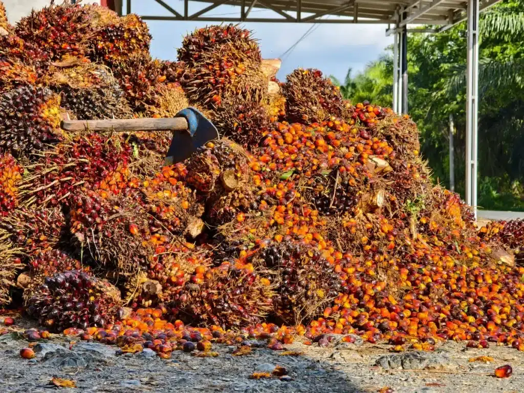 En 1997, une usine de jus a déversé 12 000 tonnes d'écorces d'orange sur un terrain mort au Costa Rica : 16 ans plus tard, les biologistes n'en croyaient pas leurs yeux