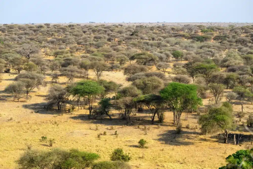 Ils ont tenté de faire pousser des arbres dans le Sahara sans y parvenir. Puis, après avoir libéré 500 tortues, le désert est devenu visible depuis l’espace