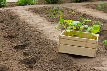 « Je fais ça depuis 8 ans et mes voisins pensent que je suis fou » : ce jardinier enterre une banane au printemps, ses tomates explosent