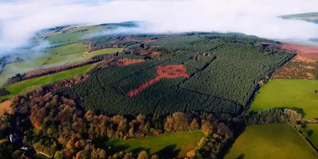 « Je l'ai plantée arbre par arbre, et personne ne le savait » : au Donegal, un homme a caché une croix celtique géante qui ne se dévoile qu'une fois par an
