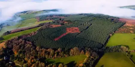 « Je l'ai plantée arbre par arbre, et personne ne le savait » : au Donegal, un homme a caché une croix celtique géante qui ne se dévoile qu'une fois par an