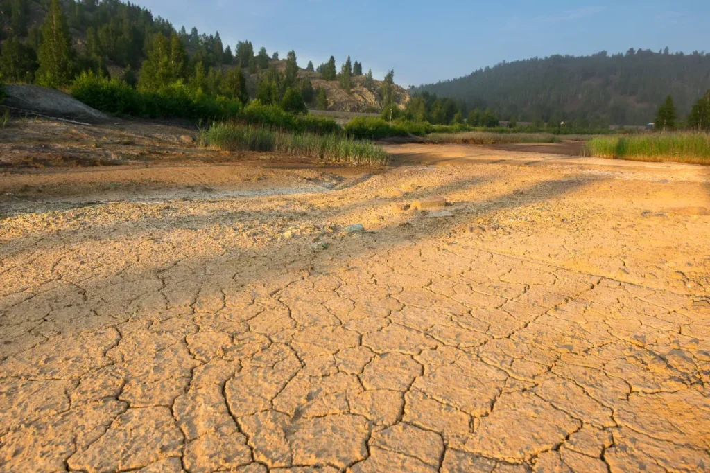 Le Chili a replanté 2,3 millions d'hectares d'arbres pour sauver ses rivières : les hydrologues confirment que ça les a asséchées
