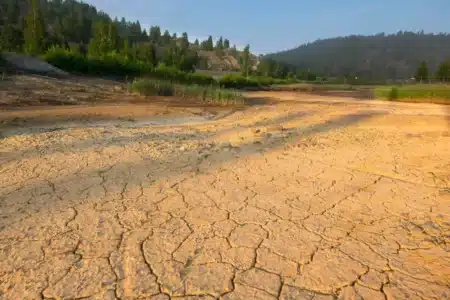Le Chili a replanté 2,3 millions d'hectares d'arbres pour sauver ses rivières : les hydrologues confirment que ça les a asséchées