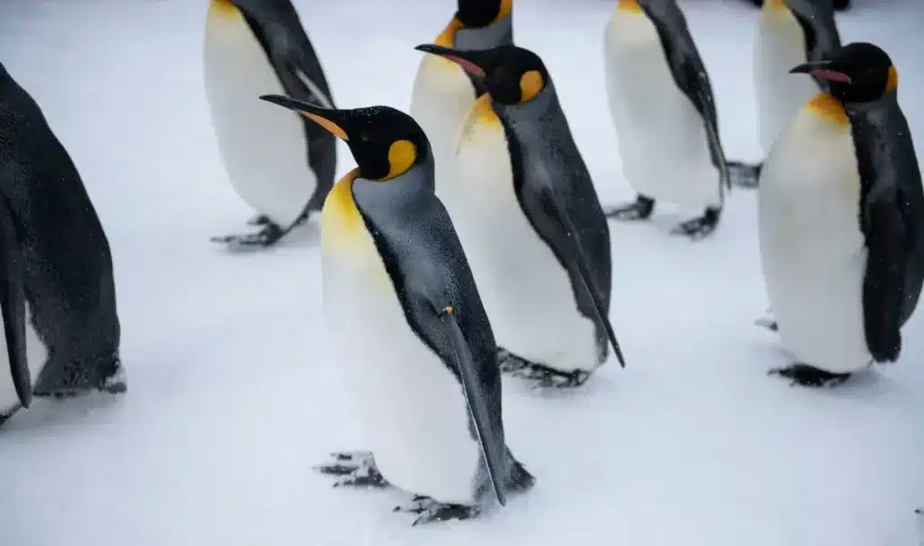 « On n'avait jamais vu ça en 60 ans de suivi » : la plus grande colonie de manchots d'Antarctique s'effondre sous les yeux des chercheurs, et la glace n'est pas la seule cause