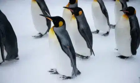 « On n'avait jamais vu ça en 60 ans de suivi » : la plus grande colonie de manchots d'Antarctique s'effondre sous les yeux des chercheurs, et la glace n'est pas la seule cause