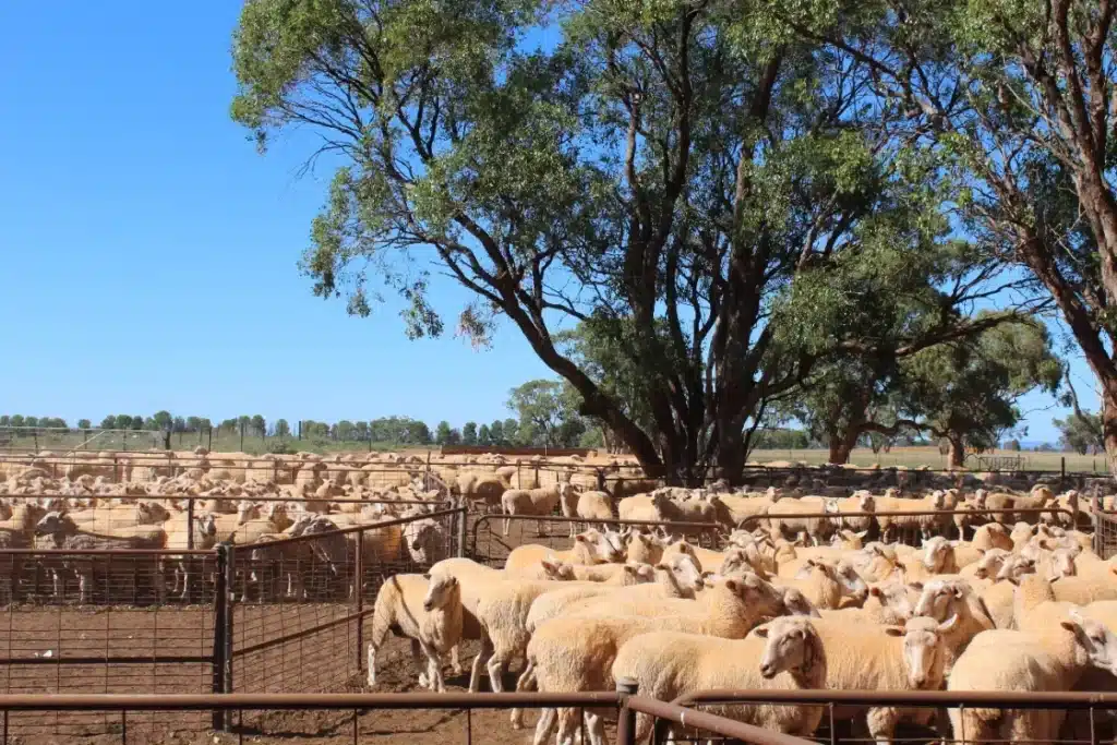 Un éleveur australien découvre son pâturage vide au matin : 200 moutons Mérinos volatilisés en une nuit dans le centre-ouest du NSW