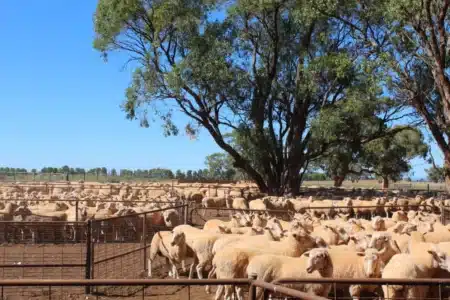 Un éleveur australien découvre son pâturage vide au matin : 200 moutons Mérinos volatilisés en une nuit dans le centre-ouest du NSW