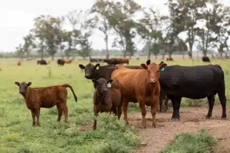 Une explotation de Buenos Aires livrait 150 000 kilos de viande par an, elle a modifié son système et en 6 ans a atteint 2,3 millions
