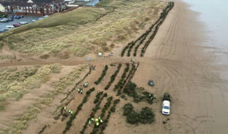 Des milliers de sapins de noël jetés sur la côte : trente ans plus tard, la nature a repris ses droits